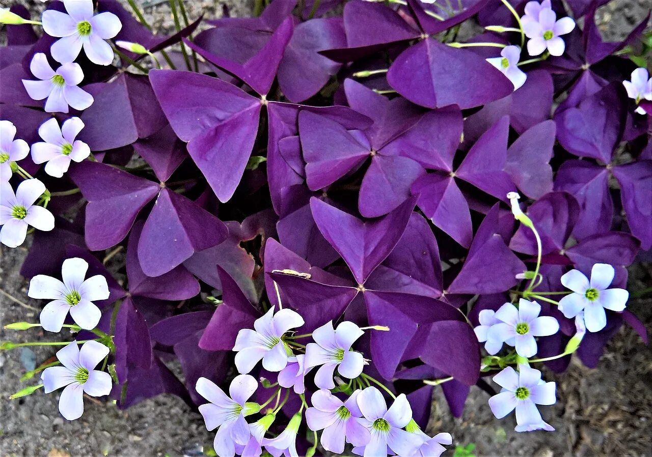 Кислица садовая фото Оксалисы (Кислицы) : Oxalis triangularis-Кислица треугольная