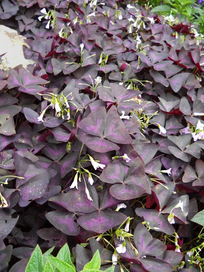 Кислица садовая фото Oxalis triangularis - Image of an specimen - Plantarium