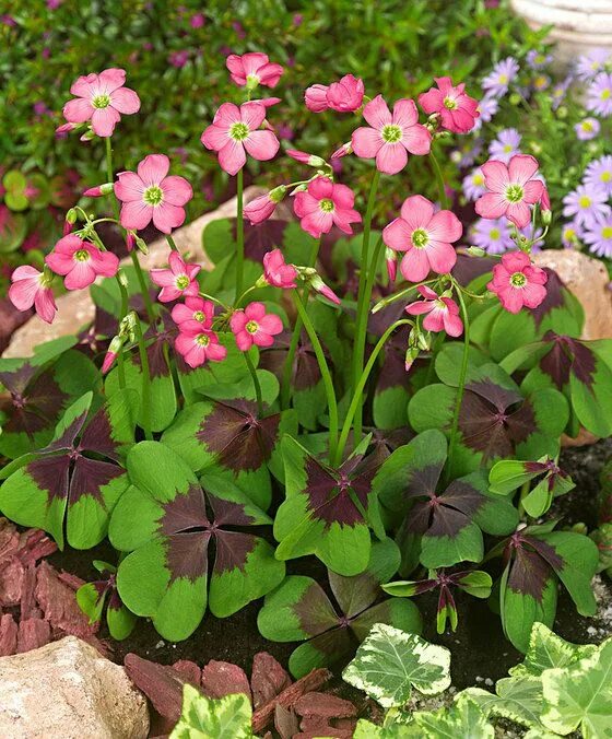 Кислица садовая фото Oxalis 'Iron Cross' grid-2 Iron, Growing plants, Garden