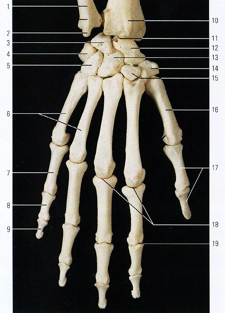 Кисть человека строение фото Запястье губчатая кость: найдено 88 изображений