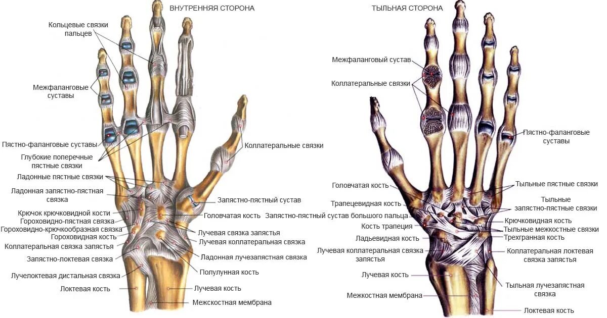 Кисть человека строение фото Фотожурнал Руазел. Страница 1109456