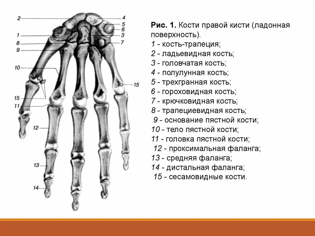 Кисть человека строение фото Скелет кости запястья