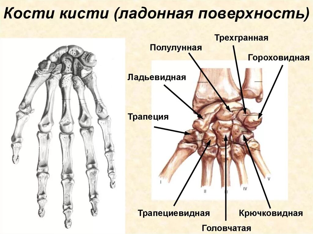 Кисть человека строение фото Картинки СТРОЕНИЕ СУСТАВОВ КИСТИ РУКИ ЧЕЛОВЕКА