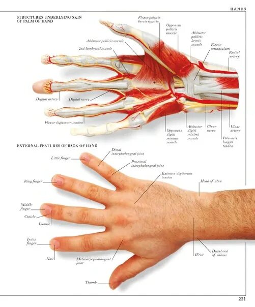 Кисть человека строение фото Описание кисти человека
