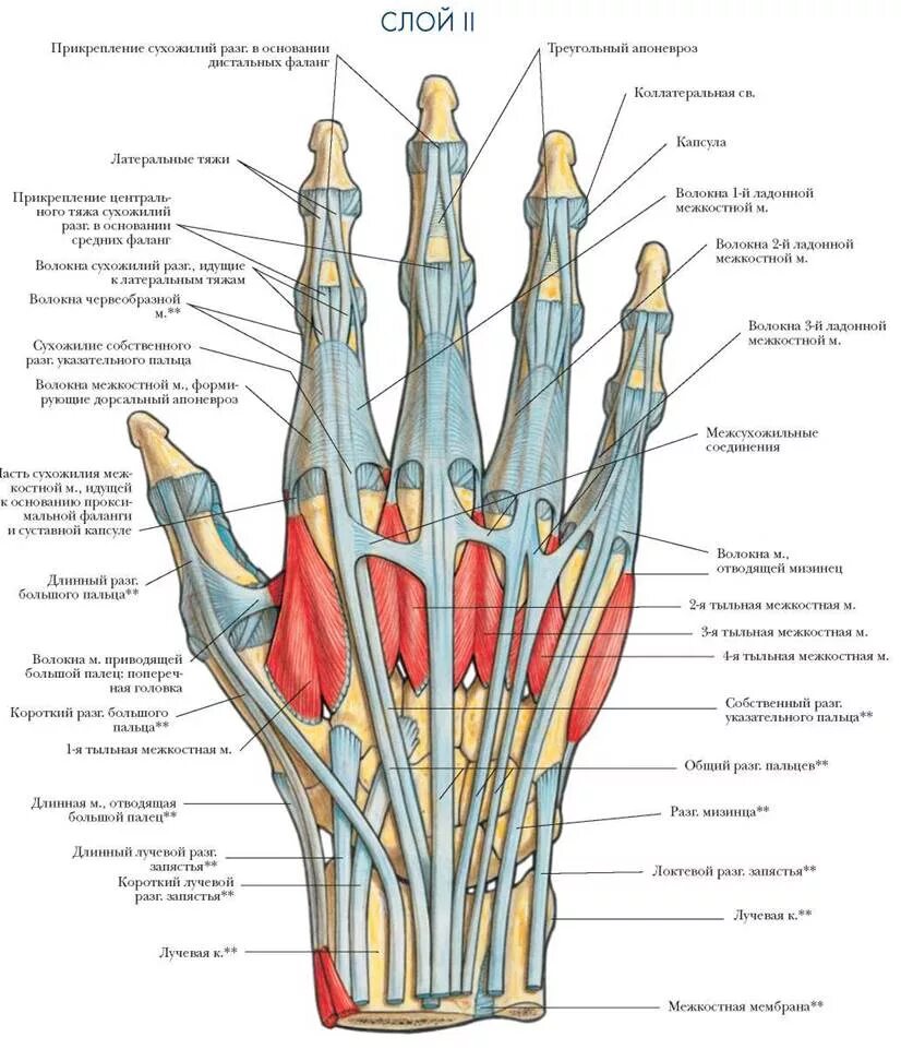 Кисть человека строение фото КИСТЬ С ТЫЛЬНОЙ СТОРОНЫ СЛОЙ II - МЫШЕЧНАЯ СИСТЕМА - БОЛЬШОЙ АТЛАС АНАТОМИИ ЧЕЛО