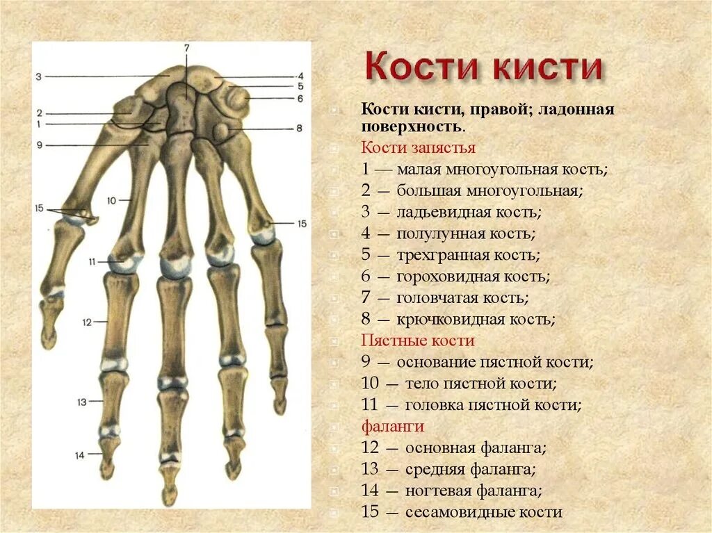 Кисть человека строение фото Кости кисти 2023 Анатомия в картинках ВКонтакте