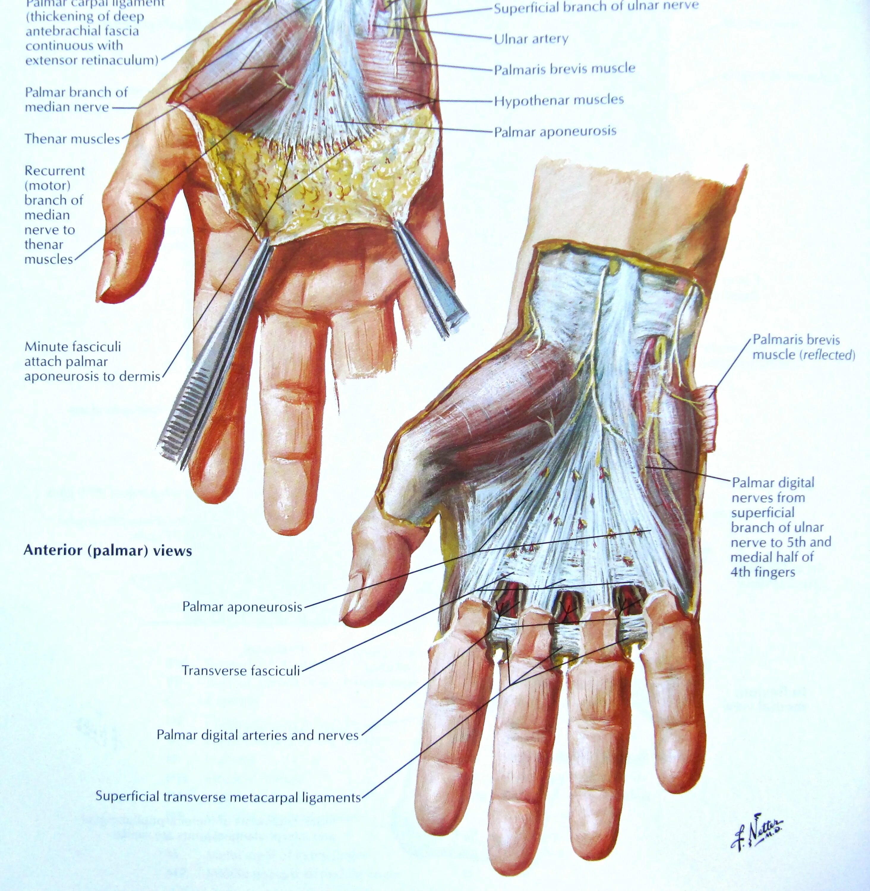 Кисть человека строение фото Notes on Anatomy and Physiology: The Hand and The Tiger’s Mouth Anatomi, Spor, S