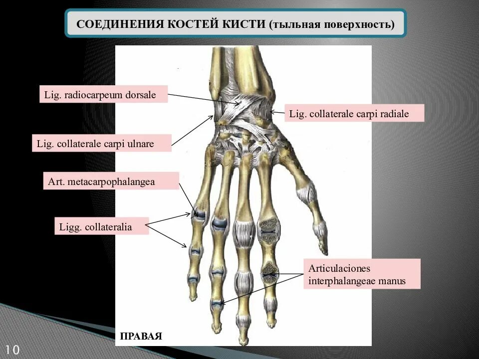 Кисть человека строение фото Кисть человека строение фото: найдено 90 картинок