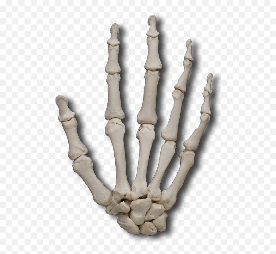 Кисть руки фото кости Bone Hand Transparent Png Clipart - Skeleton Hand Transparent Background,Skeleto