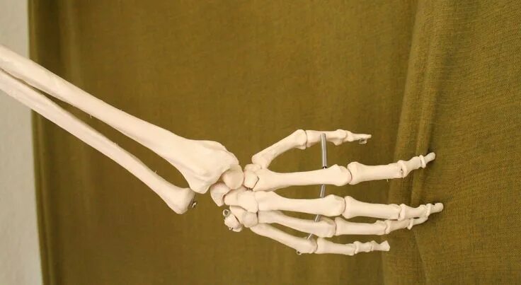 Кисть руки фото кости Skeleton hands, Skeleton, Skeleton arm