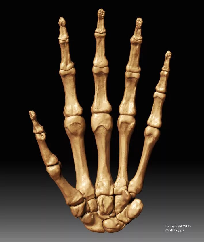 Кисть руки фото кости hand bones Skeleton anatomy, Anatomy bones, Skeleton finger