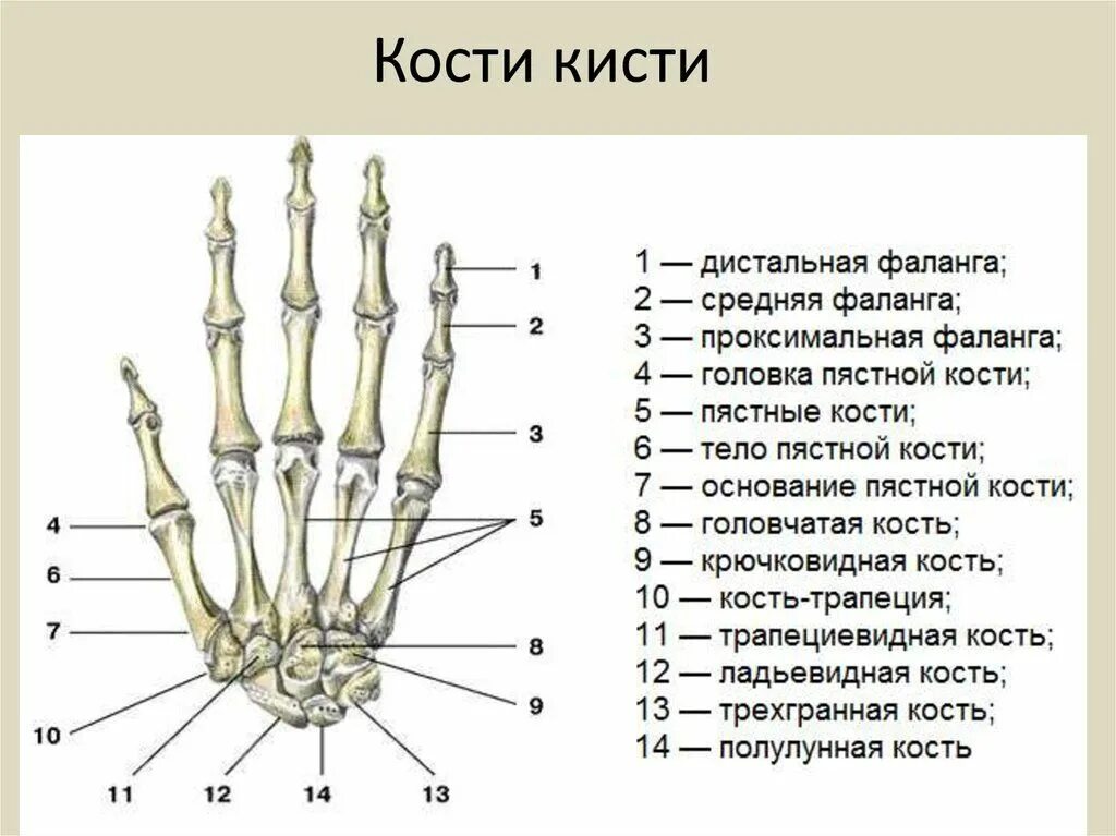 Кисть руки фото кости Пин на доске Пластическая анатомия Научные уроки, Судебная медицина, Углубленное