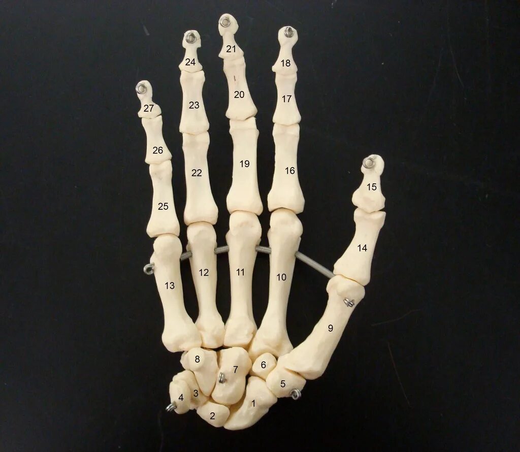 Кисть руки фото кости Anterior Right Hand - Carpal Bones Diagram Quizlet