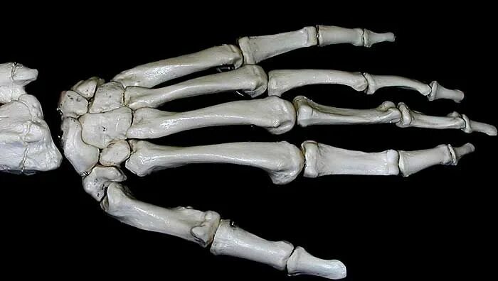 Кисть руки фото кости Lab 7—Hand & Foot Bones Bones, Tableware, Fork