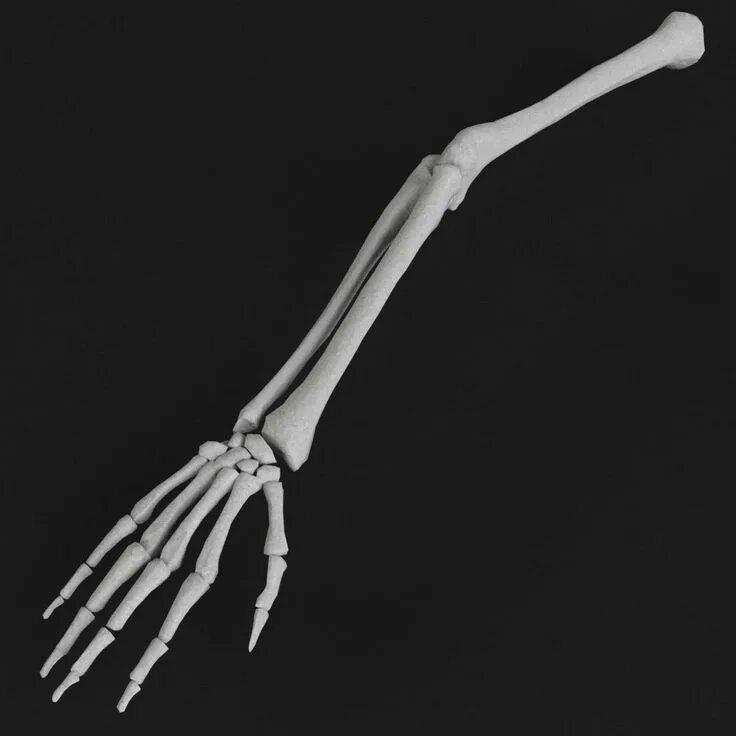 Кисть руки фото кости Human Arm Hand Skeletal Bones 3D Max - 3D Model Arm bones, Anatomy bones, Skelet