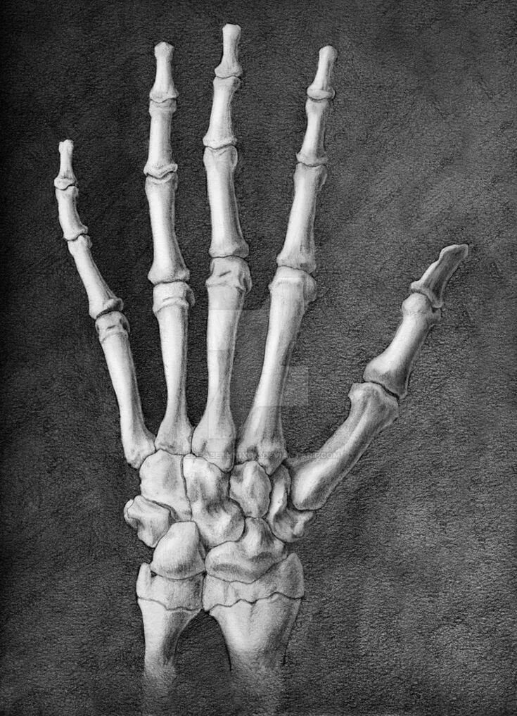 Кисть руки фото кости Dorsal Hand Skeleton by elizabethnixon Skeleton drawings, Skeleton hands drawing