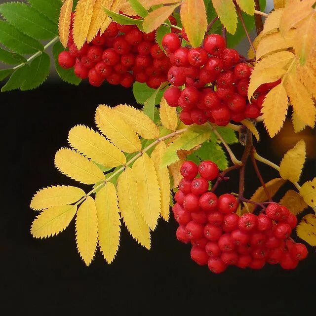 Кисть рябины фото осенью Mountain Ash Mountain ash, Autumn leaves art, Fall flowers garden