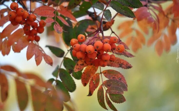 Кисть рябины фото осенью Jarzębina, Liście Autumn, Nature, Plants