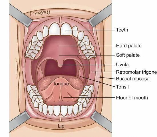 Киста мягкого неба фото #CPackMachineForSleepApnea #BestFootFungusTreatment What causes sleep apnea, Sle