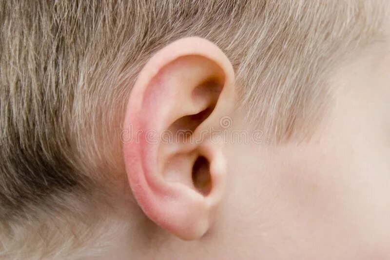 Киста на ухе у ребенка фото Human ear. Detail of a human ear , #AD, #ear, #Human, #human, #Detail #ad Human 