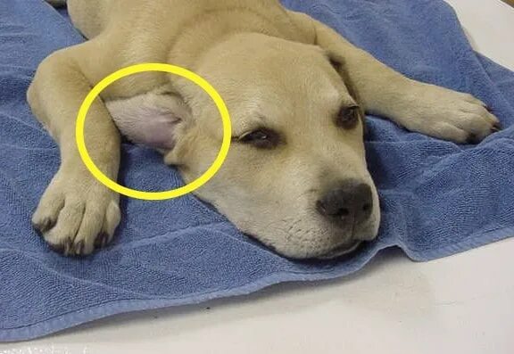 Киста у собаки фото ear hematoma in dogs home treatment - Best Deals Online - Up To 63% Off