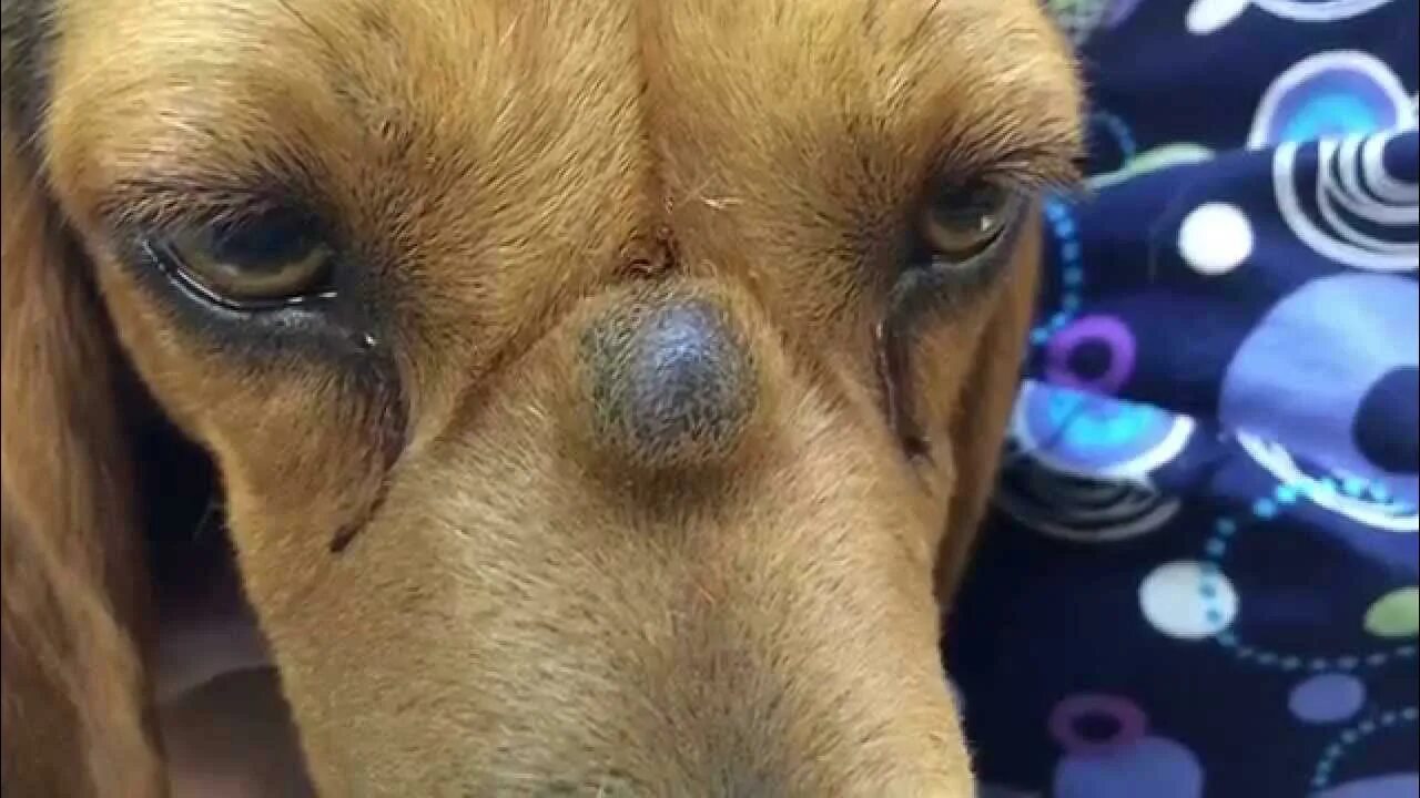 Киста у собаки фото PUScam!! K9 with sebaceous cyst lanced on bridge of nose in SloMo - YouTube