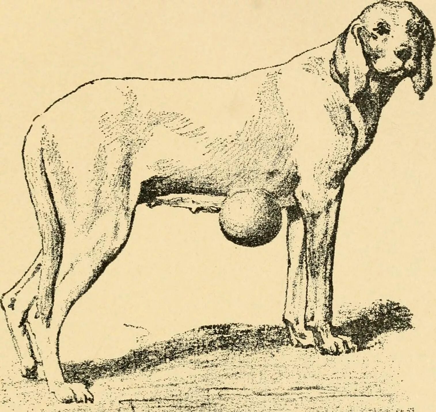 Киста у собаки фото File:Diseases of the dog and their treatment (1911) (14781852431).jpg - Wikimedi