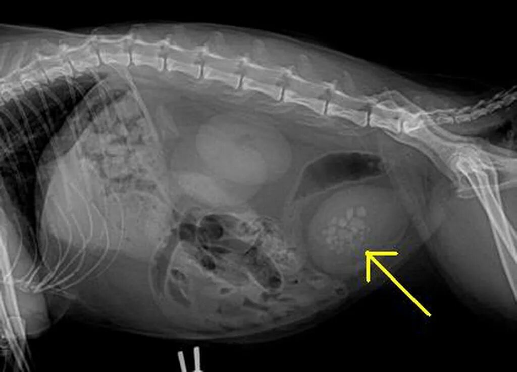 Киста у собаки фото Удаление камней мочевой коту