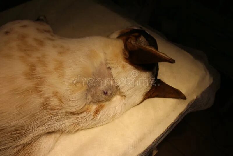 Киста у собаки фото Dog with Dermoid Cyst on Back of the Neck in Anesthesia on Operating Table Stock