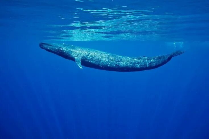 Кит фото животного The majestic Blue Whale can truly be recognized as the king of the oceans. These