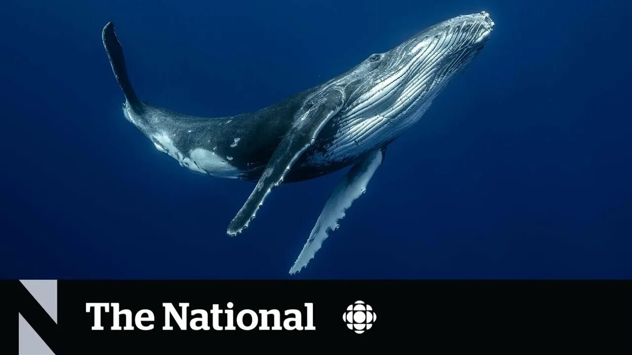 Кит фото животного Whale are struggling to hear each because of human noise, study suggests - YouTu