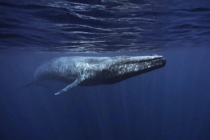 Кит фото животного Whale song could reveal true impact of slaughter Blue whale, Whale species, Whal