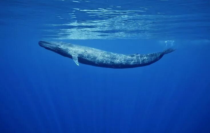 Кит фото животного для детей Blue Whales Sri Lanka & aerials from California Blue whale, Whale, Whale illustr