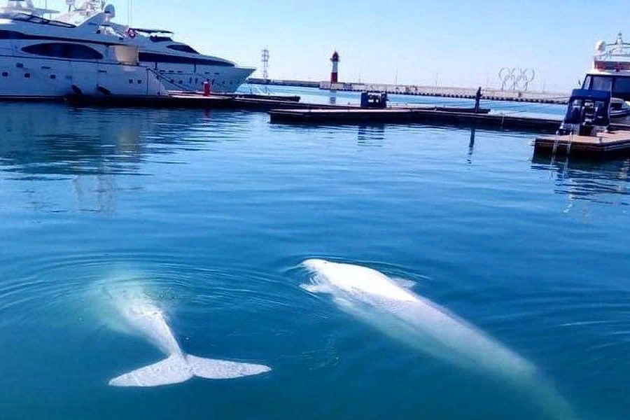 Кит сочи фото Животные обитающие в Чёрном море. Александра Шпулева Дзен