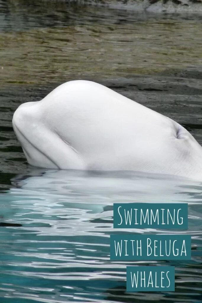 Кит сочи фото Swimming with Beluga Whales in the Wild Whale watching, Beluga whale, Beluga