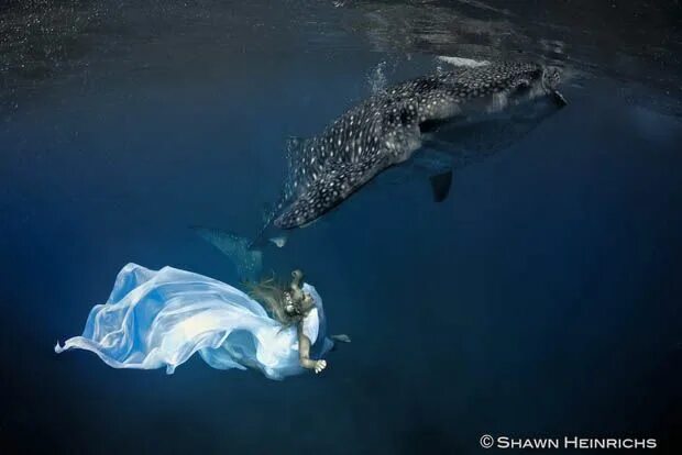 Кит в воде фото An Underwater Fashion Shoot Featuring a Whale Shark Whale shark, Underwater phot