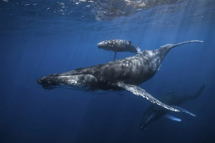 Кит в воде фото 11 Simply Breathtaking Whale Photos by Gaby Barathieu Whale, Humpback whale, Und