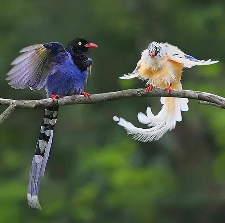 Китай птицы фото Taiwan blue magpie World birds, Pet birds, Bird