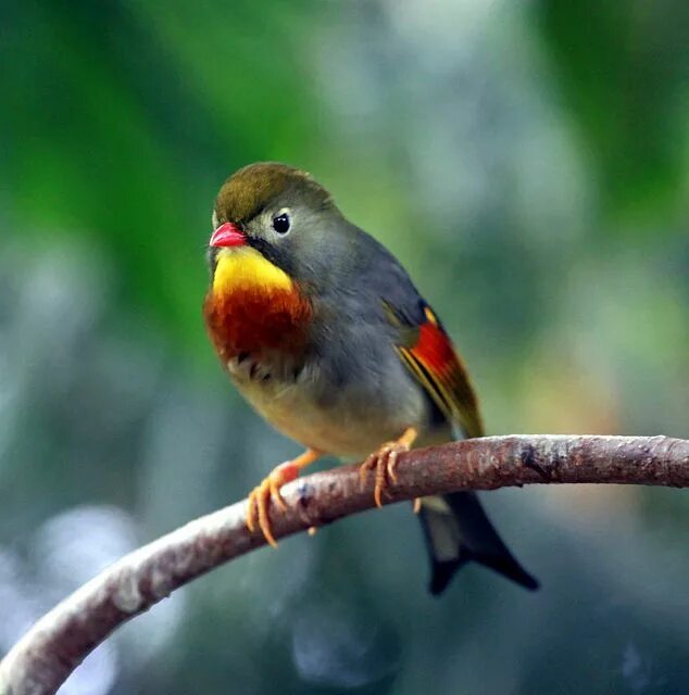 Китай птицы фото Red-billed Leiothrix: Colorful Bird from Asia