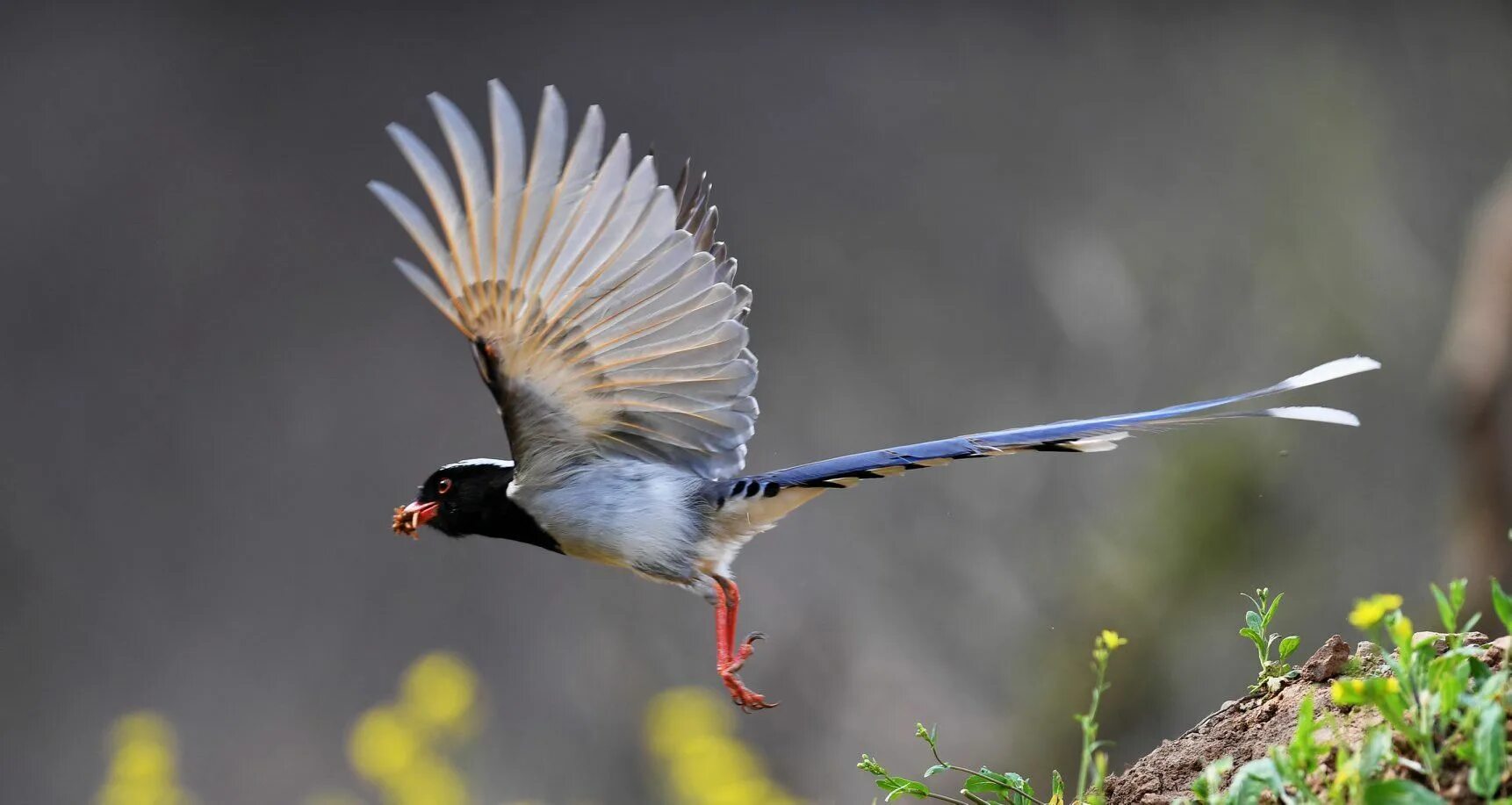 Китай птицы фото A red-billed blue magpie is seen at Zhaocun Township of Lushan County, central C