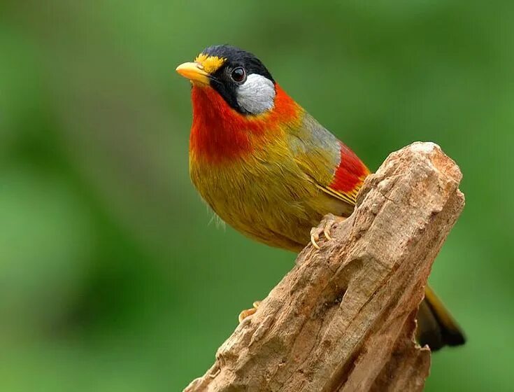 Китай птицы фото China Birds Pictures China-tour.net Aves hermosas, Aves, Pajaros