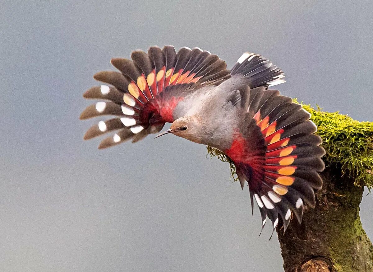 Китай птицы фото China birds: найдено 84 картинок