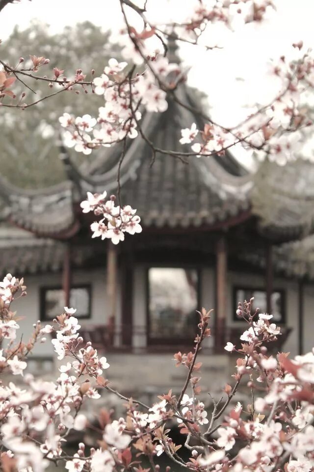 Китай сакура фото cherry blossom in japan Aesthetic japan, Japan culture, Japanese garden