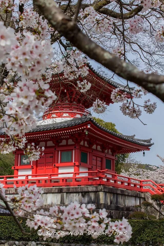 Китай сакура фото Cherry Blossom Hotspots in Kyoto! - Kyoto and Nara Dream Trips Facebook Japan la