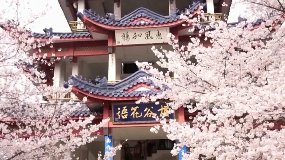 Китай сакура фото В Китае в разгаре сезон цветения сакуры. Новости. Первый канал