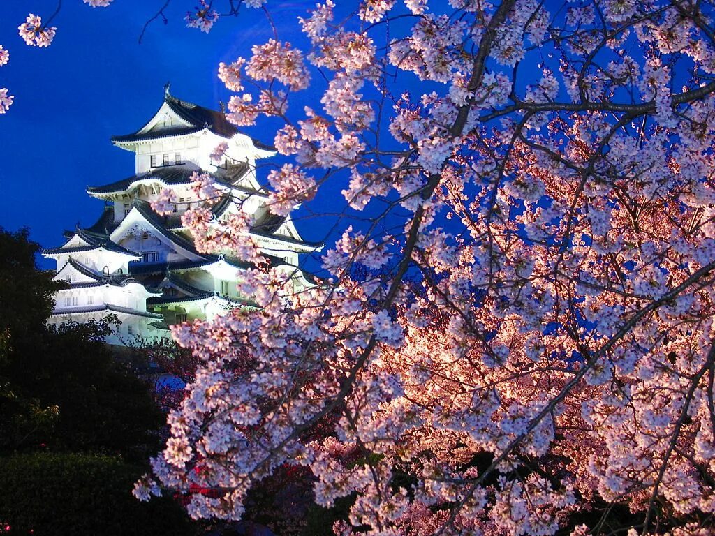 Китай сакура фото Pin page
