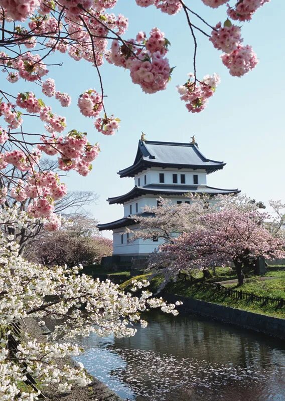 Китай сакура фото Фотопечать на стекле, для шкаф купе, Воронеж студия стекла