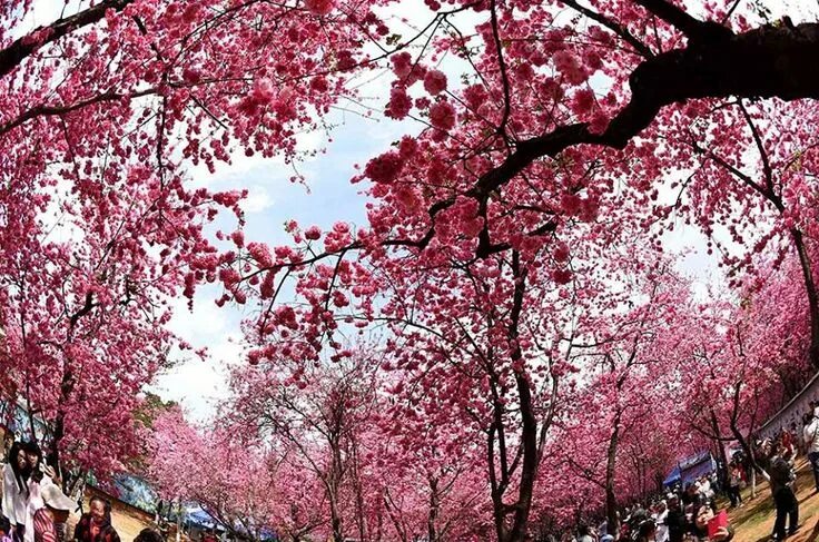 Китай сакура фото thousands of cherry blossom trees in full riotous bloom near Kunming Yuantong Te
