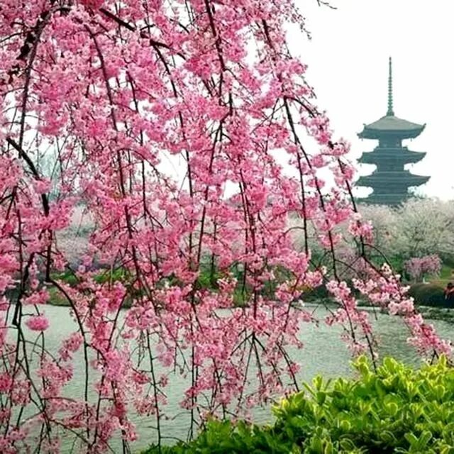 Китай сакура фото Pin by gabi on rosa baum Tree seeds, Weeping cherry tree, Dwarf trees