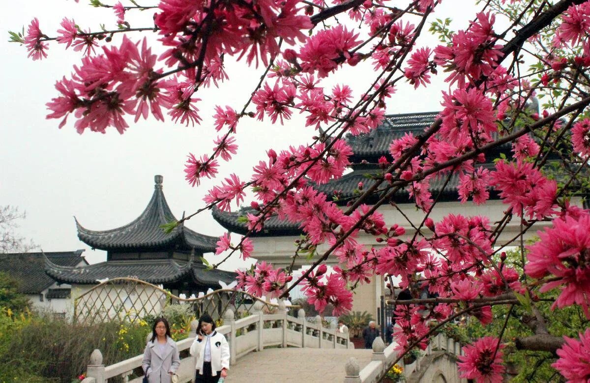 Китай сакура фото Flowers blossom in spring_Xinhua Finance Agency